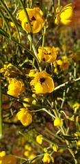 Senna artemisioides artemisioides