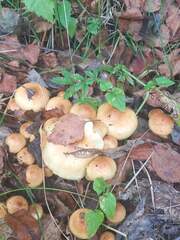 Agaricineae
