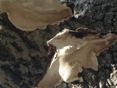 Elfvingia
