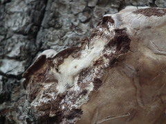 Elfvingia