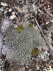 Colobanthus brevisepalus