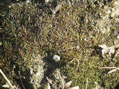 Bryopsida