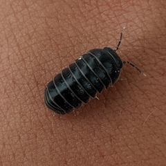 Armadillo officinalis