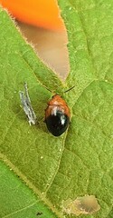 Nisotra bicolorata