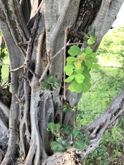 Haematoxylum brasiletto