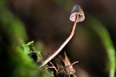 Psilocybe neoxalapensis