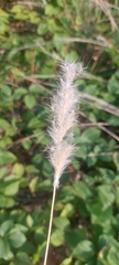 Bothriochloa laguroides