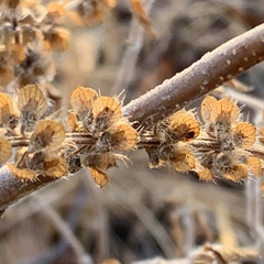 Ocimum