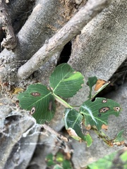 Haematoxylum brasiletto