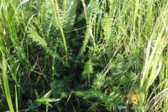 Filipendula vulgaris