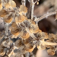 Ocimum