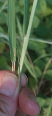 Bothriochloa laguroides