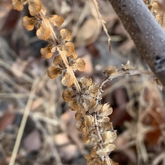 Ocimum