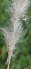 Bothriochloa laguroides