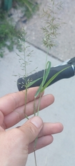 Eragrostis minor