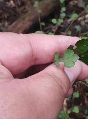 Streblus heterophyllus