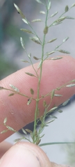 Eragrostis minor