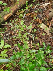 Streblus heterophyllus