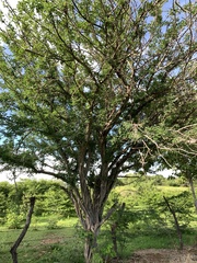 Haematoxylum brasiletto
