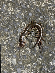 Scolopendra subspinipes