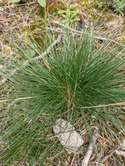 Festuca saximontana