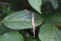 Cyclosa octotuberculata