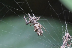 Cyclosa octotuberculata