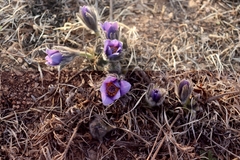 Pulsatilla turczaninovii