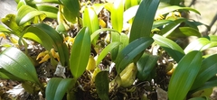 Bulbophyllum
