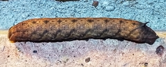 Amphion floridensis