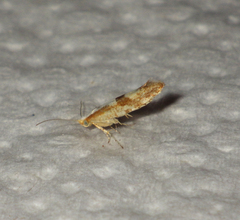 Argyresthia