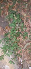 Amaranthus blitum