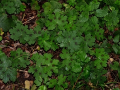 Geranium phaeum