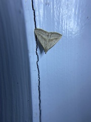 Macrochilo hypocritalis