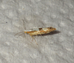 Argyresthia