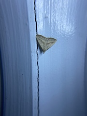 Macrochilo hypocritalis