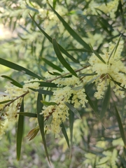Acacia floribunda