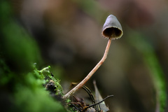 Psilocybe neoxalapensis