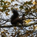 Scandinavian Red Squirrel - Photo (c) Oleksandr Shynder, some rights reserved (CC BY-NC), uploaded by Oleksandr Shynder