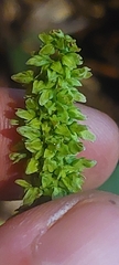 Rumex triangulivalvis