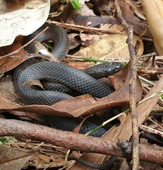 Cryptophis nigrescens