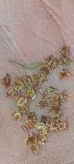 Rumex triangulivalvis