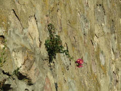 Antirrhinum majus