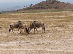 Connochaetes taurinus albojubatus