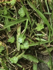 Hydrocotyle batrachium