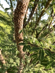 Albizia lebbeck