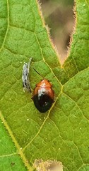 Nisotra bicolorata