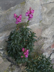 Antirrhinum majus