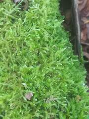 Brachythecium rutabulum