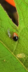 Nisotra bicolorata